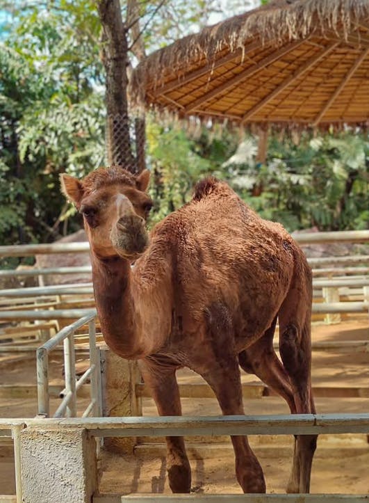 Safari World Bangkok